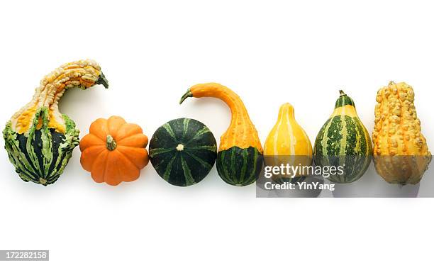 autumn gourds isolated - gourd bildbanksfoton och bilder