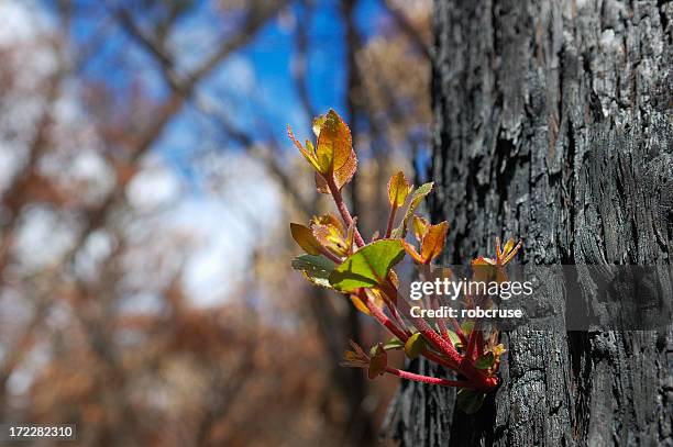 after the fire - reforestation stock pictures, royalty-free photos & images