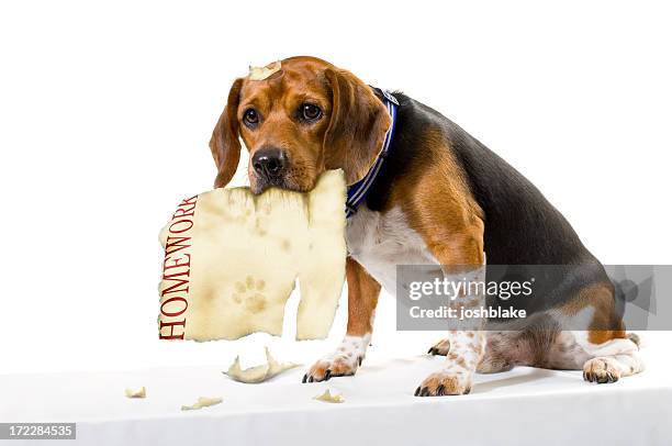 my dog ate it - dog homework stock pictures, royalty-free photos & images