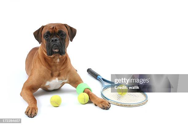 tennis palyer - boxer bildbanksfoton och bilder