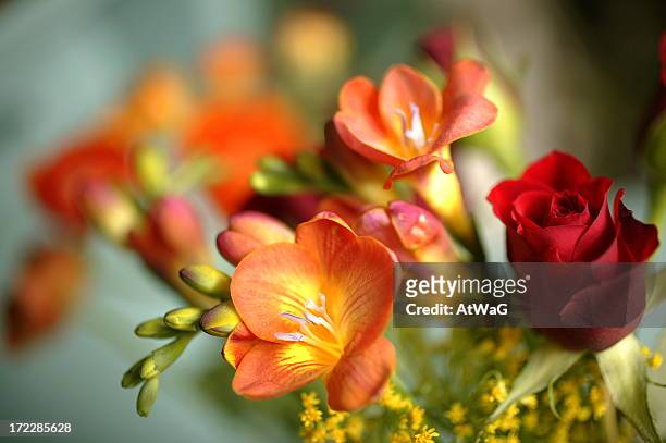 close-up of orange freesias and red rose - freesia stockfoto's en -beelden