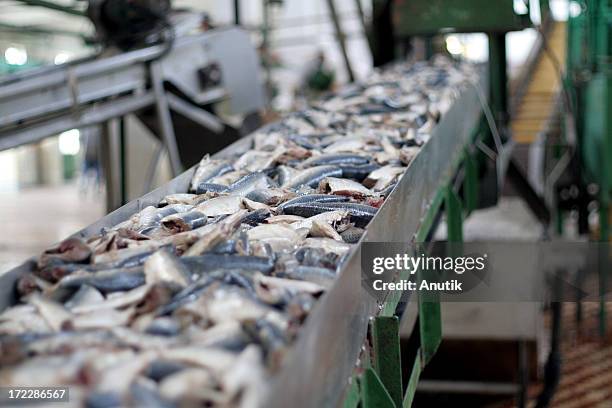 boot mit frischem fisch - nahrungsmittelfabrik stock-fotos und bilder