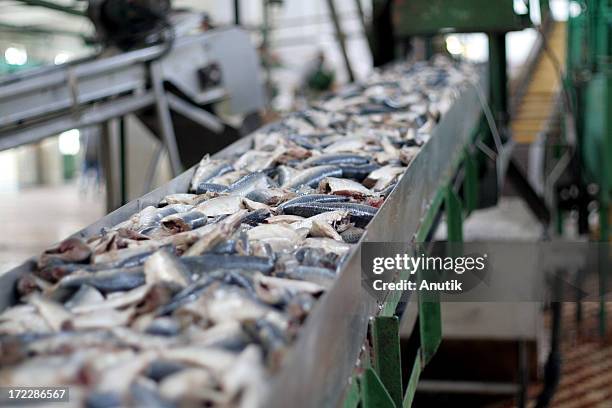 conveyor belt with fresh fish - food processing plant stockfoto's en -beelden