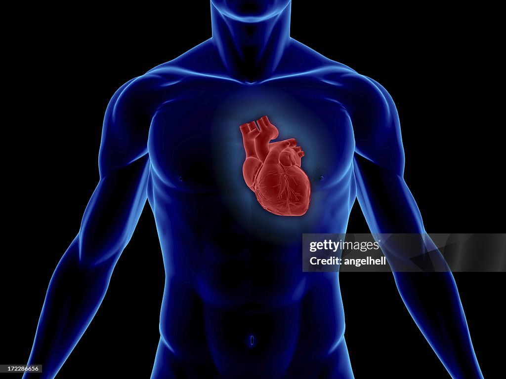 Human body with heart for medical study