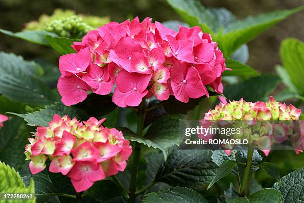 rosa hortensie in italien - hortensia stock-fotos und bilder