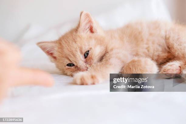 a homeless little weak kitten lies on a bed in an animal shelter, touches a human finger with a paw - human castration photo stock pictures, royalty-free photos & images