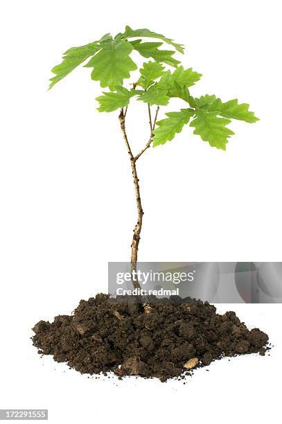 oak sapling - jong boompje stockfoto's en -beelden