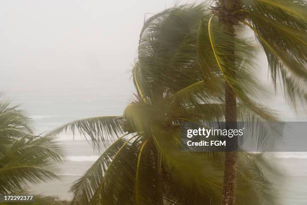 hurricane winds - tropische storm stockfoto's en -beelden