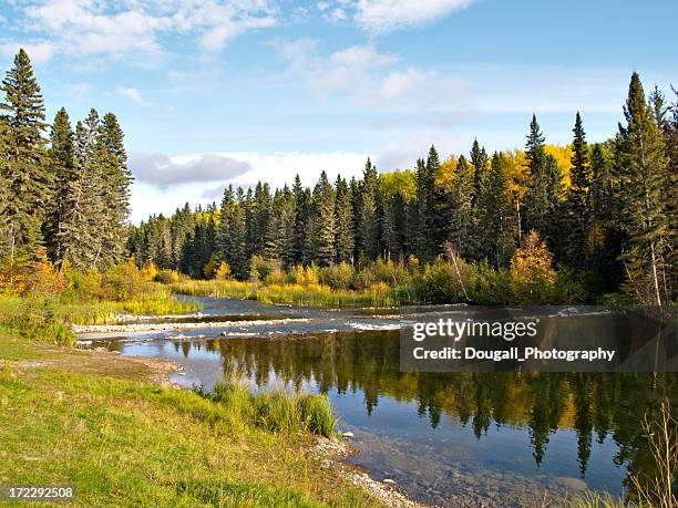 norte do rio na floresta de boreal - floresta de boreal imagens e fotografias de stock