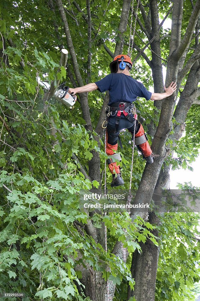 Acabamentos Arborist um ramo