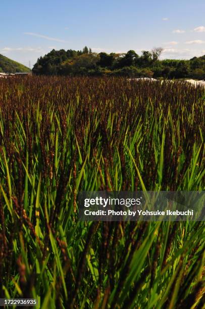 japanese rice field - inzoomen stockfoto's en -beelden