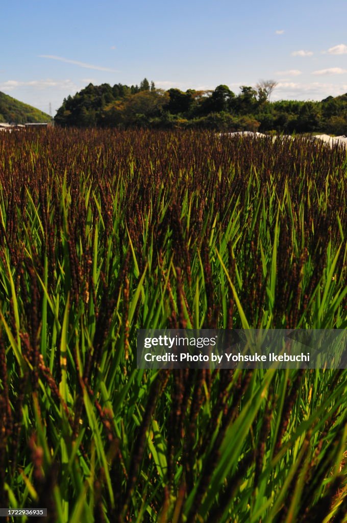Japanese Rice Field