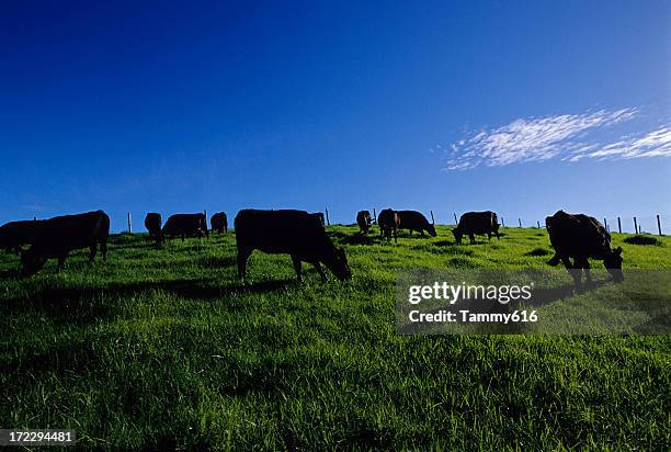 black cows in green field - new zealand flora and fauna stock pictures, royalty-free photos & images