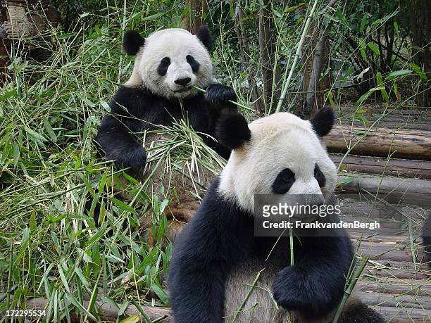together - pandas stockfoto's en -beelden