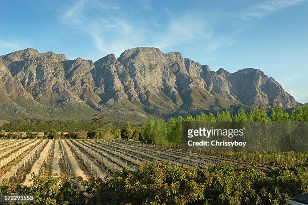 south african vineyard - franschhoek stock-fotos und bilder