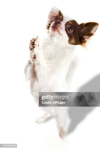 please! - pleading stock pictures, royalty-free photos & images