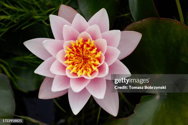 water lily in the new forest, view from above, england - perennial stock pictures, royalty-free photos & images