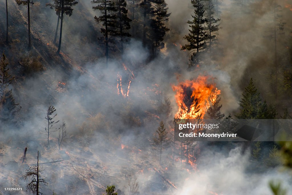 Tree ablaze in forest fire with smoke and charred trees