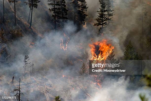 tree ablaze in forest fire with smoke and charred trees - british columbia stock pictures, royalty-free photos & images