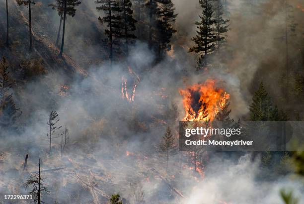 tree ablaze in forest fire with smoke and charred trees - wildfire 個照片及圖片檔