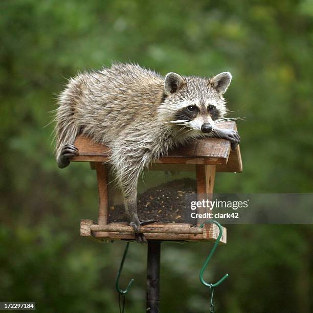 masked bandit - bandit stock pictures, royalty-free photos & images