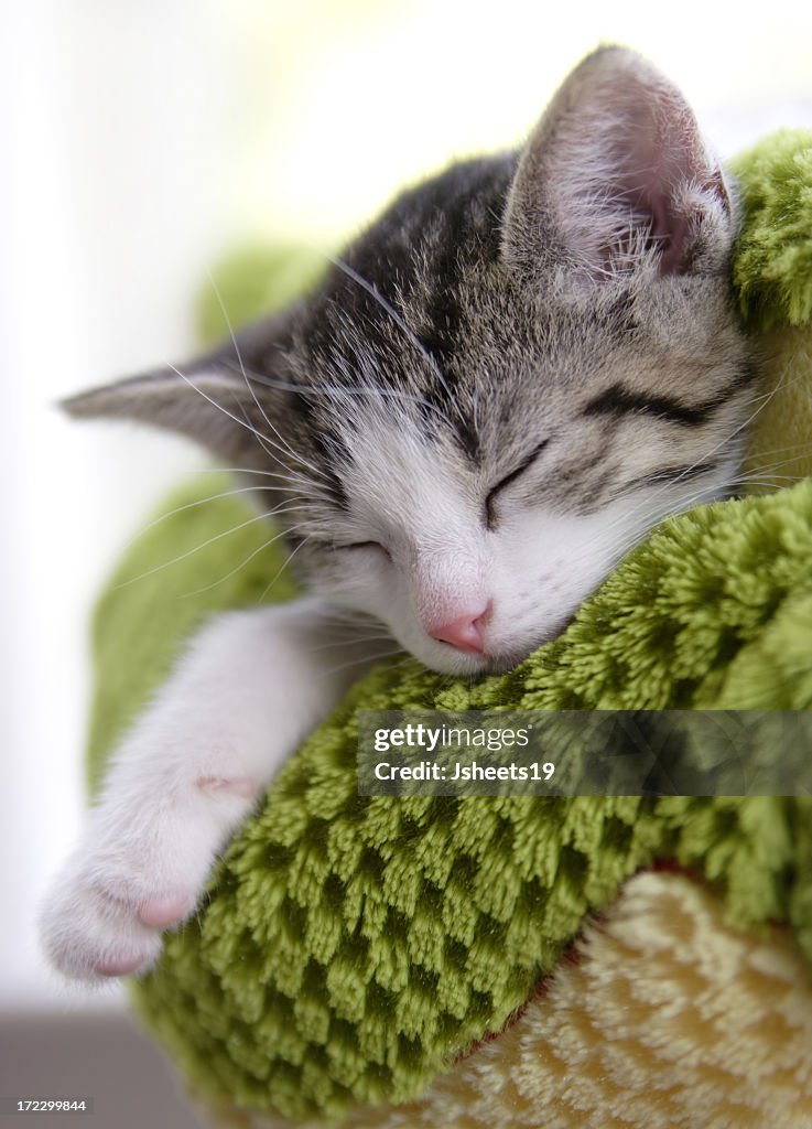 Grey and white kitten sleeping on a green blanket
