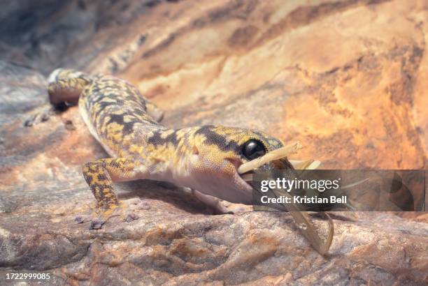 a wild inland marbled velvet gecko (oedura cincta) feeds on a mantis insect on a rock face at night, australia - australian gecko stock pictures, royalty-free photos & images