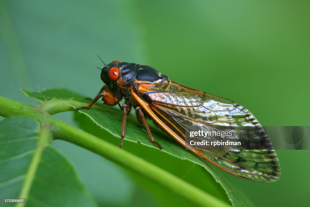 Close-up of a red-eyed Cicada resting on a green leaf