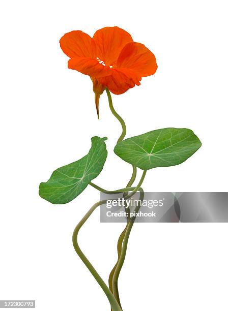 mostrar-off - nasturtium fotografías e imágenes de stock