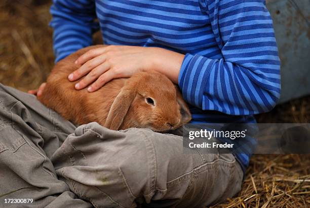 child with bunny - pet rabbit stock pictures, royalty-free photos & images