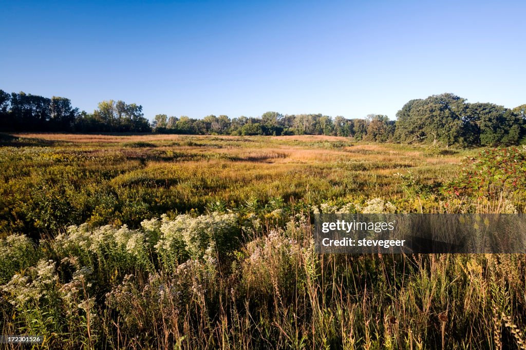 Late Summer at the  Fen