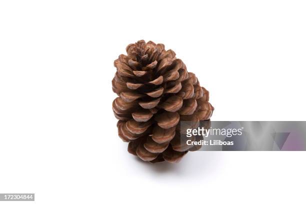 pine cone - kegelvrucht stockfoto's en -beelden