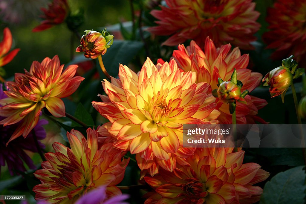 Close up of a group of dahlias in bloom