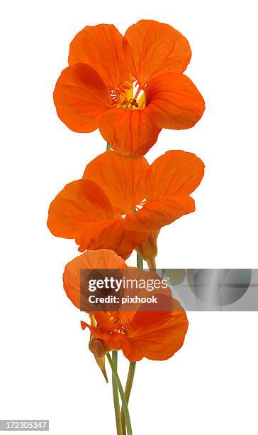 capuchina flores - nasturtium fotografías e imágenes de stock