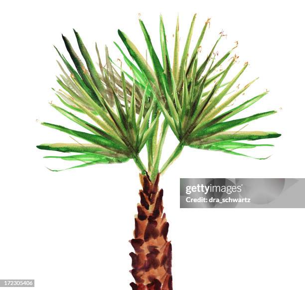 illustrazioni stock, clip art, cartoni animati e icone di tendenza di palma tree - big island isola di hawaii