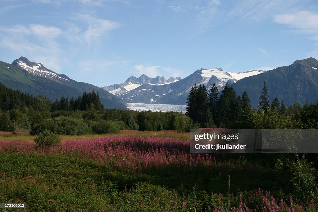 A field stretching before an Alaskan glacier