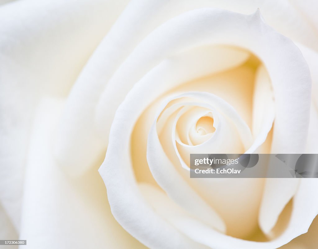 Countdown Rose Closeup Of A White Rose Flower High-Res Stock Photo - Getty Images