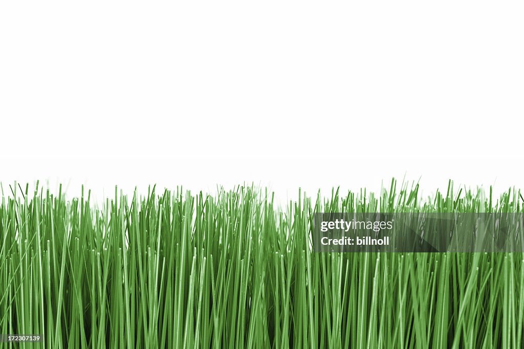 Grüne Gras auf weißem Hintergrund