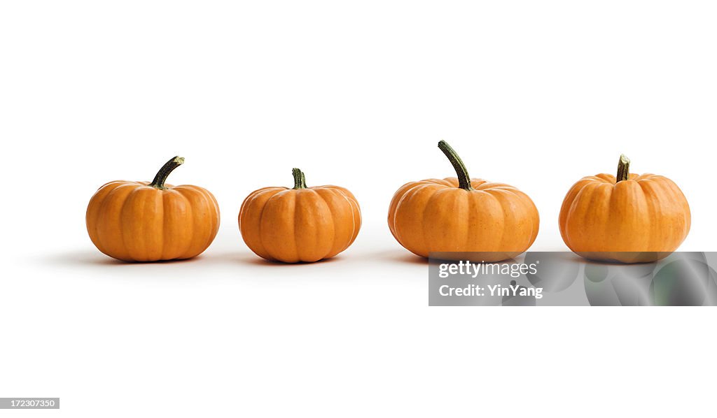 Pequeña Pumpkins, otoño Squash verduras en una disputa sobre blanco