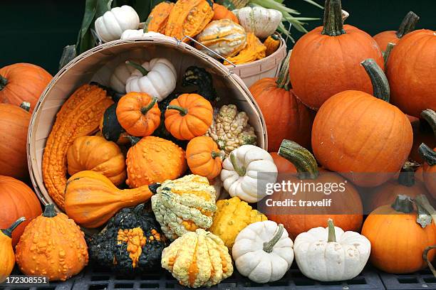 basket with overflowing pumpkins - autumn background - gourd bildbanksfoton och bilder