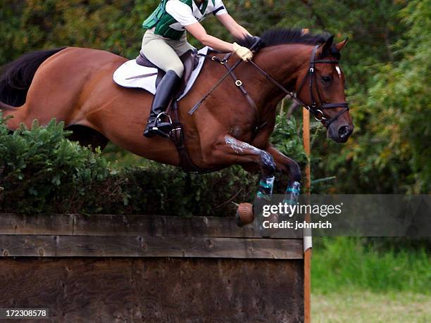 equine athlete 4 - military stockfoto's en -beelden