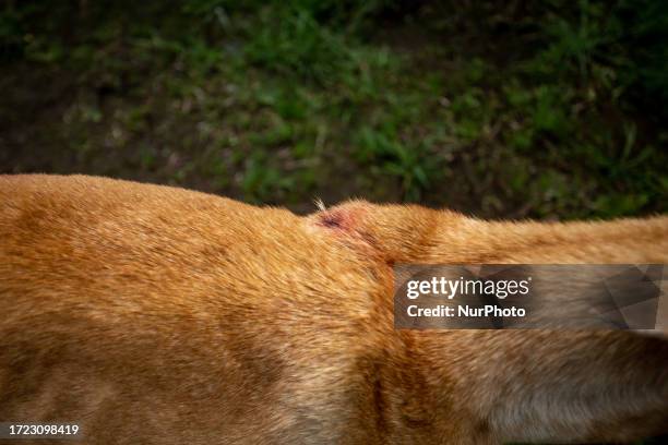 Teachers from a rural school find an abandoned Galgo dog, in a state of malnutrition and with wounds from postons. Greyhounds are known for their...