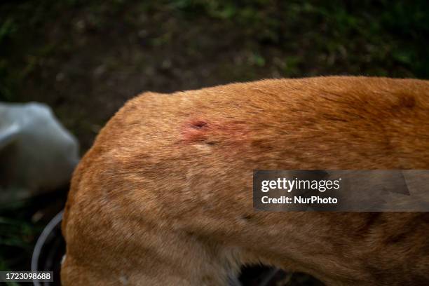 Teachers from a rural school find an abandoned Galgo dog, in a state of malnutrition and with wounds from postons. Greyhounds are known for their...