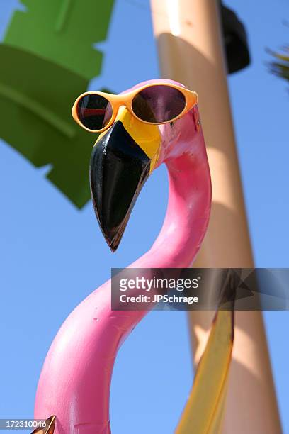 pink flamingo mit sonnenbrille - flamingos stock-fotos und bilder