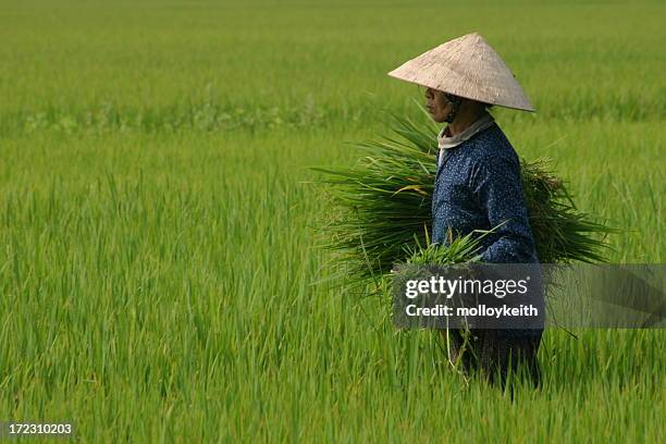 captador de arroz, vietnam - sombrero asiático fotografías e imágenes de stock