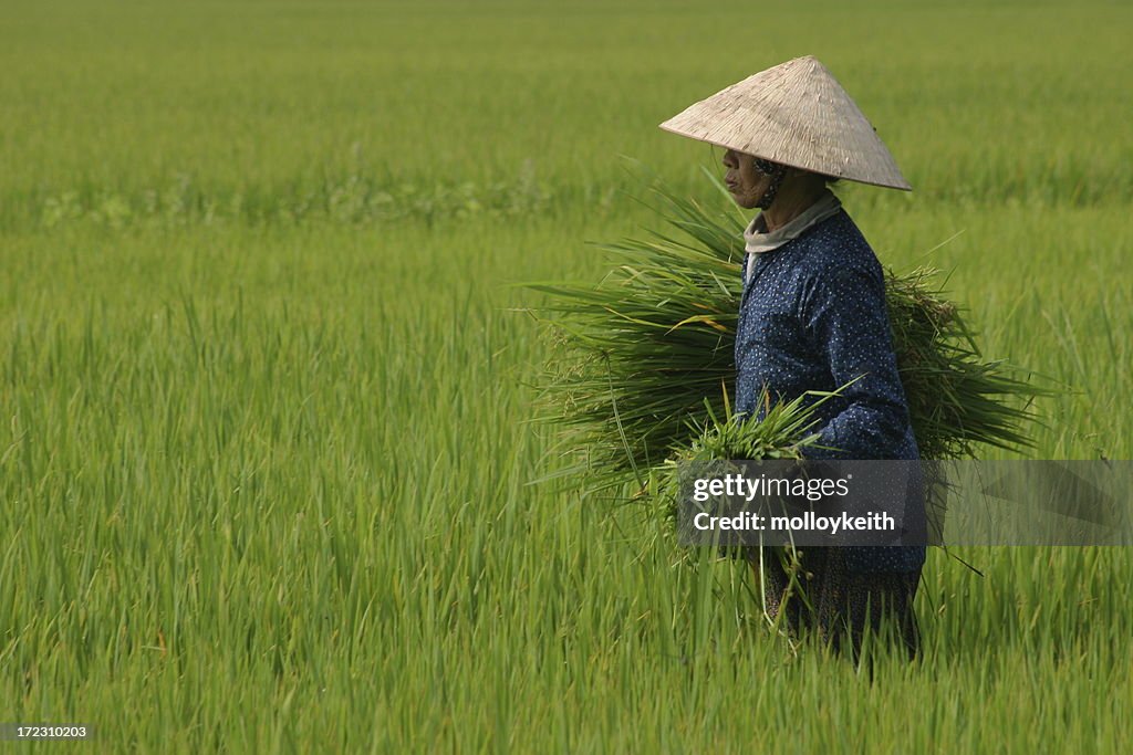 Harvesting Rice, Vietnam