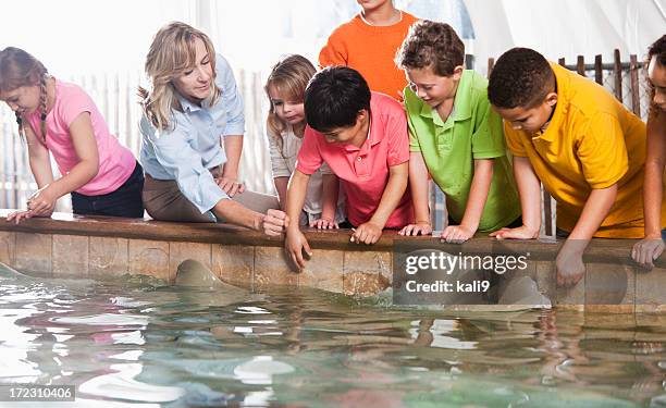 children at zoo stingray exhibit - stingray stockfoto's en -beelden