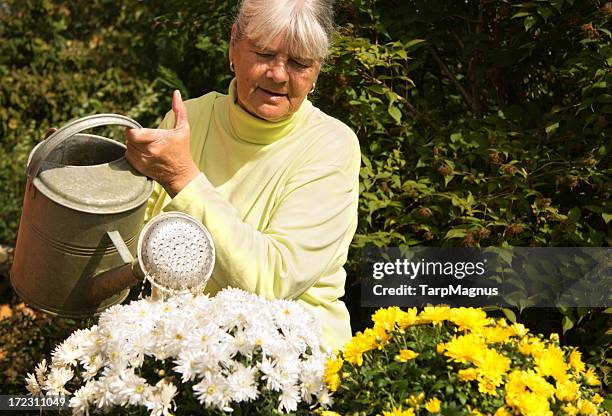 watering her summer flowers - tarpmagnus stockfoto's en -beelden