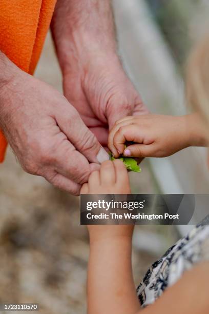 Craig Wilson, a Pontiac native shares pea pods with Paisley Wysocki at the Micah Community Garden which they frequent often on July 8, 2023 in...