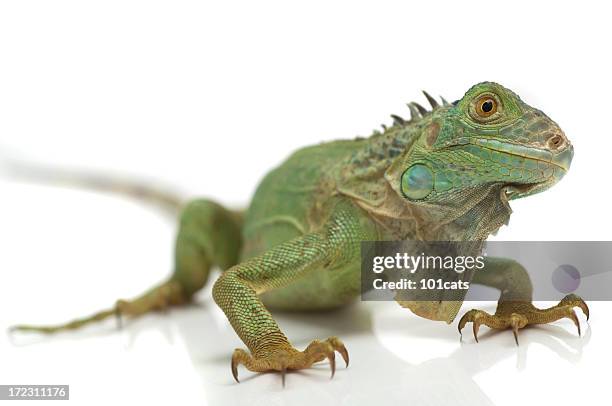 look at me - green iguana stockfoto's en -beelden